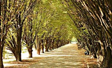 Progetti di riforestazione urbana Progetti di riforestazione urbana